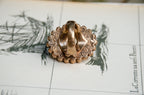 Vintage Stephen Dweck Abalone & Rock Crystal Doublet Ring